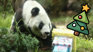 La panda gigante Xin Xin recibe un árbol de Navidad
