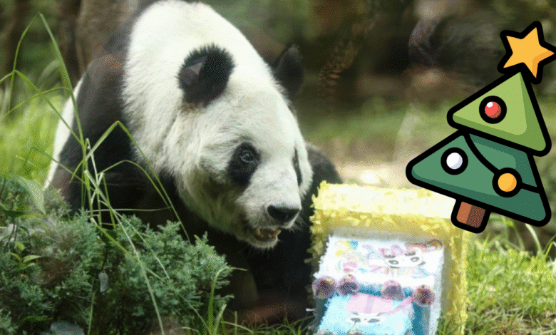 La panda gigante Xin Xin recibe un árbol de Navidad