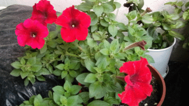 Corona de Cristo una planta resistente, decorativa y tóxica que requiere cuidados especiales