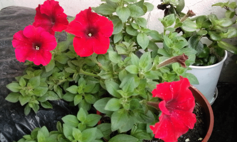 Corona de Cristo una planta resistente, decorativa y tóxica que requiere cuidados especiales