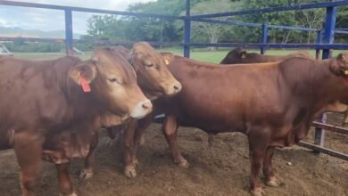 Ganado Beefmaster impulsa la producción de carne de calidad en Chiapas