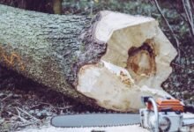 Imponen multa histórica por talar un árbol sin autorización