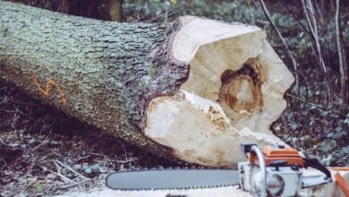 Imponen multa histórica por talar un árbol sin autorización