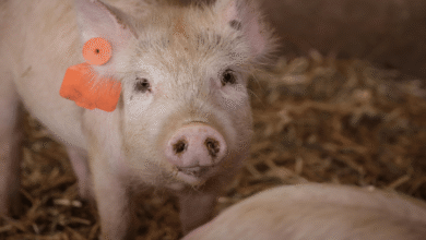 Peste porcina africana, México aplica protocolo sin riesgos para el precio del cerdo
