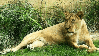 Un hombre murió tras ser atacado por una leona en el zoológico del parque Arruda Câmara, en João Pessoa (Brasil), después de que saltara una valla de seguridad y entrara al recinto del animal.