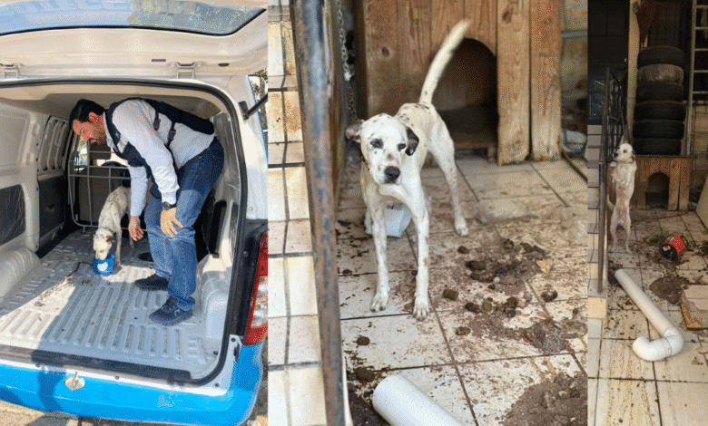 Rescatan a perro en situación de abandono y severa insalubridad tras denuncia ciudadana
