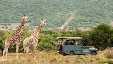 Safari en Sudáfrica la experiencia de vida salvaje más impactante