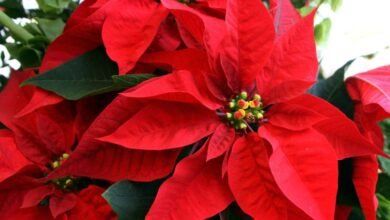 Venta de Nochebuenas en Tuxtla Gutiérrez muestra buena demanda a pesar de precios