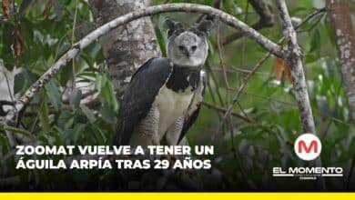 ZooMAT vuelve a tener un águila arpía tras 29 años
