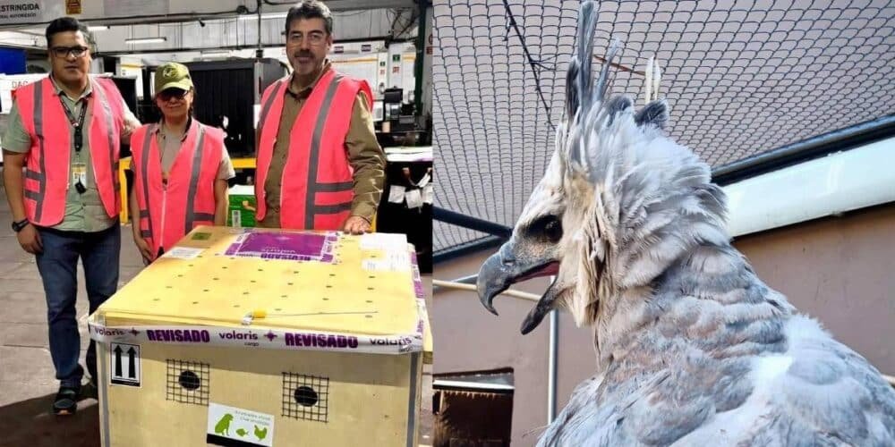 ZooMAT vuelve a tener un águila arpía tras 29 años; símbolo clave de conservación en Chiapas