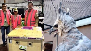 ZooMAT vuelve a tener un águila arpía tras 29 años; símbolo clave de conservación en Chiapas