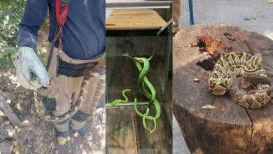 AUMENTA CAPTURA DE SERPIENTES Y REPTILES AL INTERIOR DE LOS HOGARES
