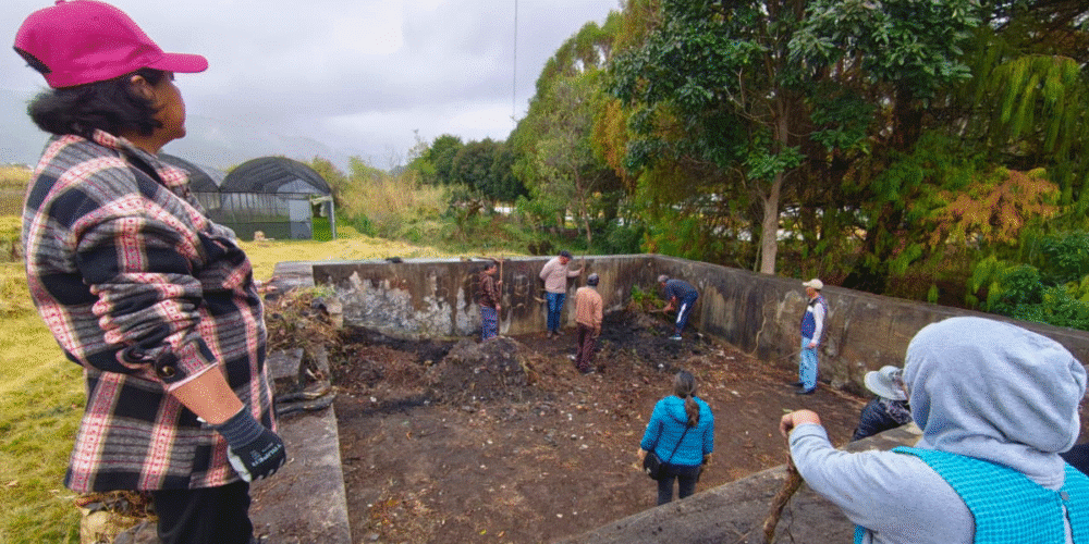 Carrizo, especie exótica invasora afecta humedales en San Cristóbal de las Casas