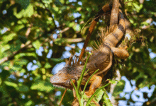 Celebran el 48 aniversario de la Reserva Biosfera Montes Azules