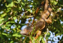 Celebran el 48 aniversario de la Reserva Biosfera Montes Azules