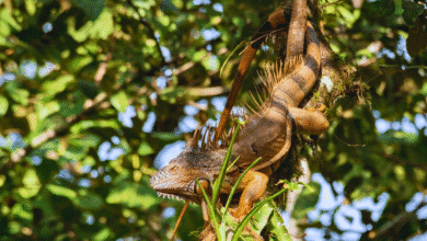 Celebran el 48 aniversario de la Reserva Biosfera Montes Azules