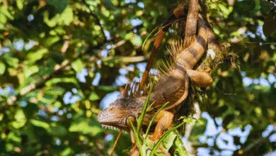Celebran el 48 aniversario de la Reserva Biosfera Montes Azules