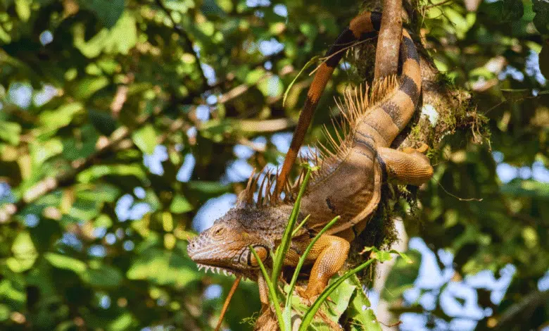 Celebran el 48 aniversario de la Reserva Biosfera Montes Azules