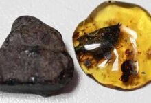 Científicos identifican planta de 23 millones de años en ámbar de Chiapas