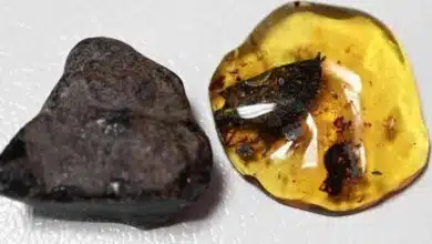 Científicos identifican planta de 23 millones de años en ámbar de Chiapas