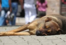 Envenenamiento de perros genera alerta en colonia El Recreo de Tuxtla