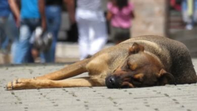 Envenenamiento de perros genera alerta en colonia El Recreo de Tuxtla