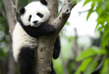 Por qué los pandas gigantes dejaron de estar en peligro de extinción