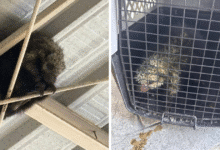 Fauna amenazada por incendios