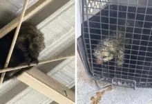 Fauna amenazada por incendios