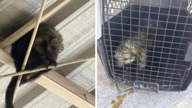 Fauna amenazada por incendios