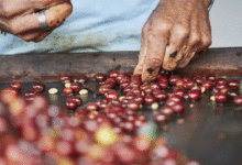 Guatemala reduce exportaciones de café 8.6% por aranceles de Estados Unidos