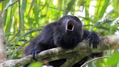 Muere mono aullador en Palenque por gusano barrenador