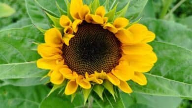 Productores de girasol en Chiapas pierden hasta 25% de su cosecha por frío