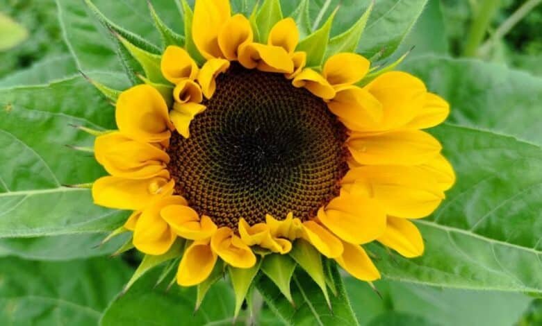 Productores de girasol en Chiapas pierden hasta 25% de su cosecha por frío