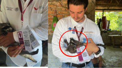 Rescatan a mapache en Puerto Madero, Tapachula, Chiapas