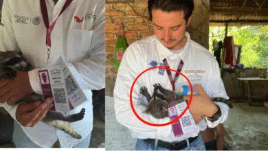 Rescatan a mapache en Puerto Madero, Tapachula, Chiapas