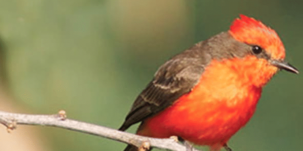 Tuxtla Gutiérrez, epicentro del avistamiento de aves en Chiapas