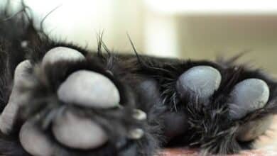 Vecinos de Ocosingo alertan por restos de perros y posible riesgo sanitario