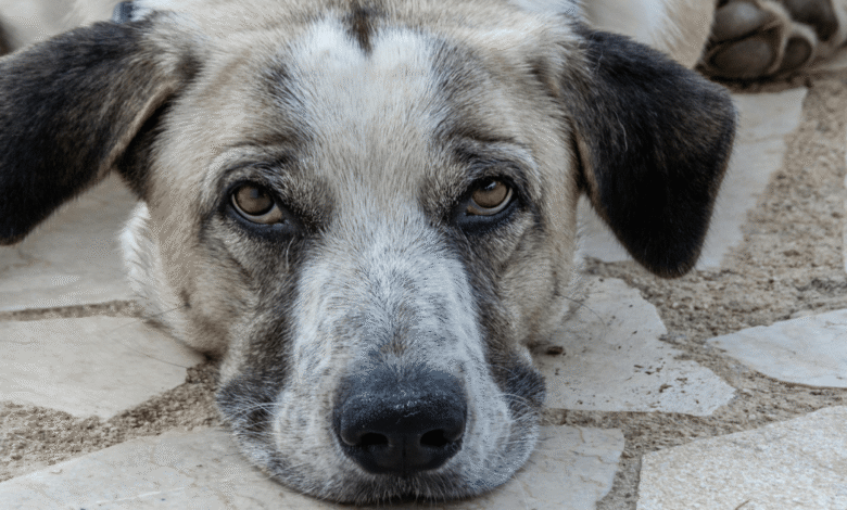 ¿Qué hacer ante una intoxicación en perros Guía urgente para actuar a tiempo