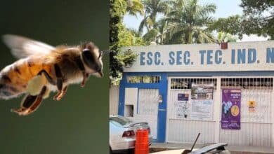 Bomberos y Protección Civil atienden ataque de abejas en secundaria de Tuxtla Gutiérrez