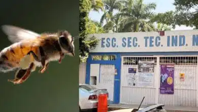 Bomberos y Protección Civil atienden ataque de abejas en secundaria de Tuxtla Gutiérrez