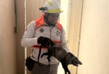 Capturan a tlacuache en zona habitacional