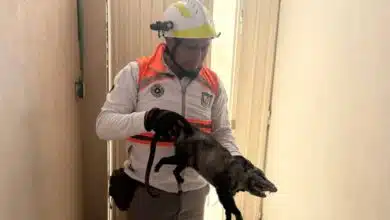 Capturan a tlacuache en zona habitacional