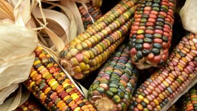 Chiapas pierde 650 mil hectáreas de maíz en tres décadas. Imagen: Internet.