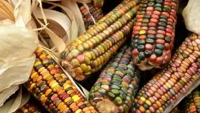 Chiapas pierde 650 mil hectáreas de maíz en tres décadas. Imagen: Internet.