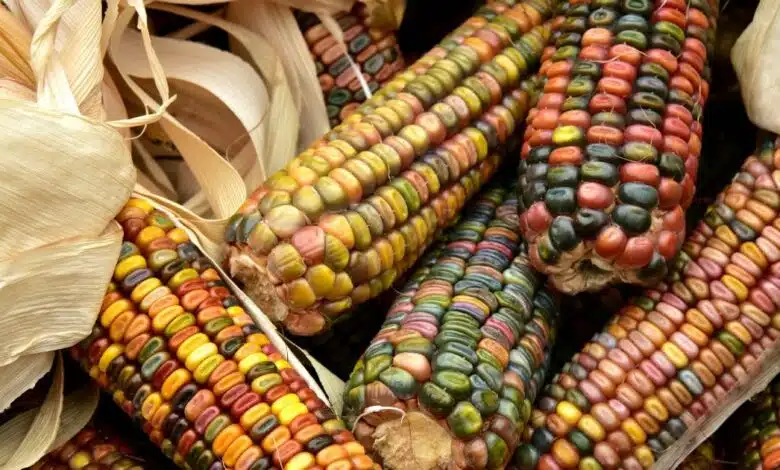 Chiapas pierde 650 mil hectáreas de maíz en tres décadas. Imagen: Internet.