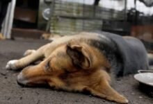 Denuncian envenenamiento de al menos 15 perros en Chiapa de Corzo