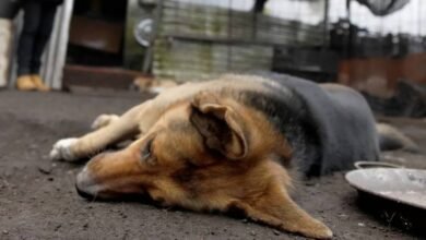 Denuncian envenenamiento de al menos 15 perros en Chiapa de Corzo