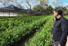 Eduardo Ramírez presenta programa de reforestación y obras viales en Chiapas (1)