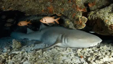 La cueva de los tiburones dormidos en Isla Mujeres, un fenómeno único en el Caribe mexicano